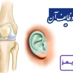 تحقیق در مورد غضروف