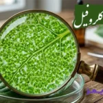 تحقیق در مورد سبزینه (کلروفیل)