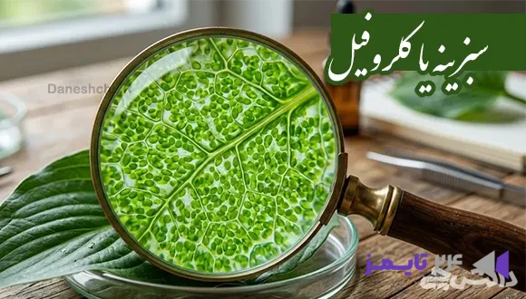 تحقیق در مورد سبزینه (کلروفیل) و وظیفه آن