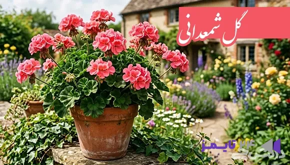 تحقیق در مورد گل شمعدانی