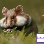 تحقیق در مورد زندگی همستر