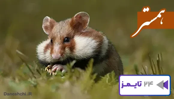 تحقیق در مورد زندگی همستر و انواع آن