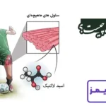 تحقیق در مورد اسید لاکتیک