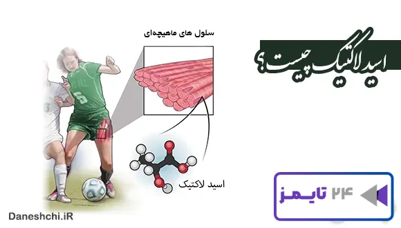 تحقیق در مورد اسید لاکتیک و نقش آن در بدن