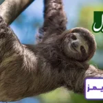 تحقیق در مورد زندگی حیوان تنبل تحقیق در مورد زندگی حیوان تنبل