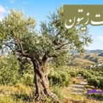 تحقیق در مورد درخت زیتون تحقیق در مورد درخت زیتون