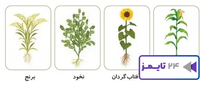 جواب فعالیت صفحه 95 علوم سوم