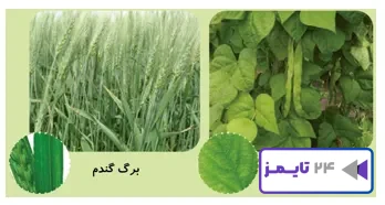 جواب فعالیت صفحه 96 علوم سوم