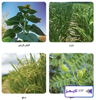 جواب فعالیت صفحه 97 علوم سوم