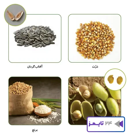 جواب فعالیت صفحه 99 علوم سوم