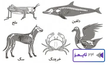 جواب فعالیت صفحه 105 علوم سوم
