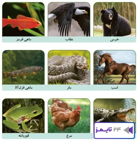 جواب فعالیت صفحه 109 علوم سوم