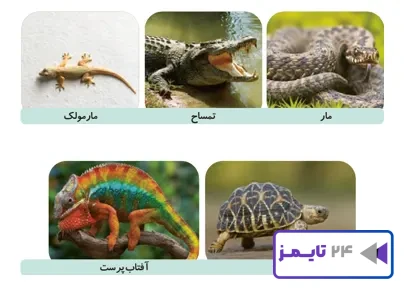 جواب فعالیت صفحه 118 علوم سوم