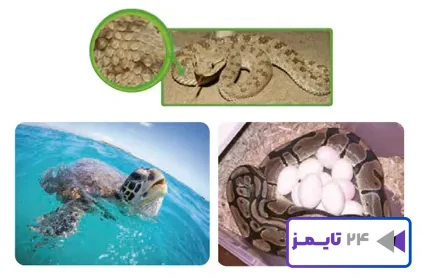 جواب فعالیت صفحه 119 علوم سوم