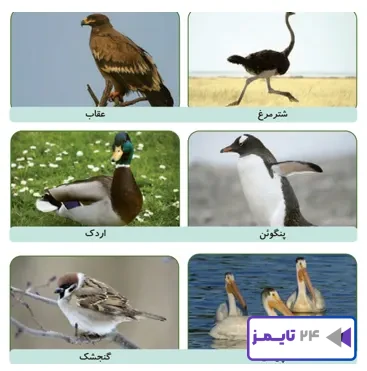 جواب فعالیت صفحه 120 علوم سوم
