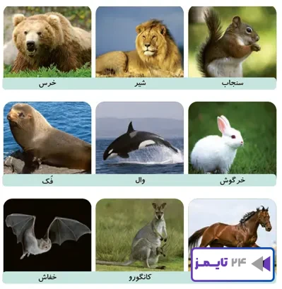 جواب فعالیت صفحه 123 علوم سوم