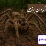 تحقیق در مورد زندگی عنکبوت سرگردان برزیلی
