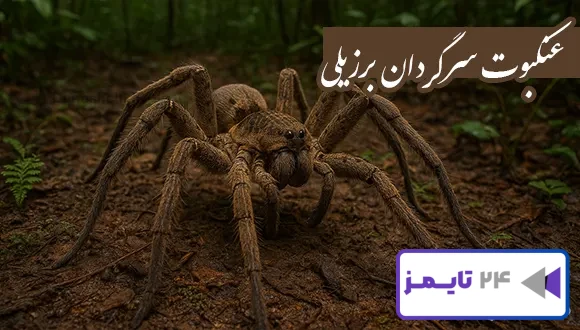 تحقیق در مورد زندگی عنکبوت سرگردان برزیلی