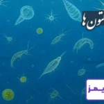 تحقیق در مورد زندگی پلانکتون ها
