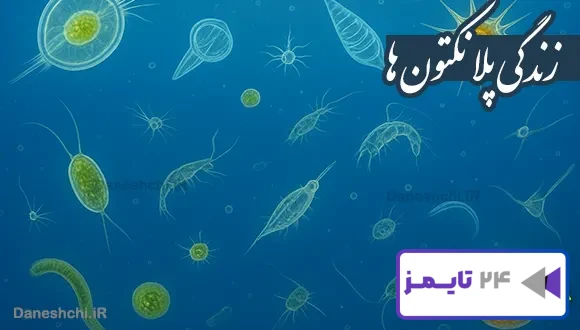 تحقیق در مورد زندگی پلانکتون ها