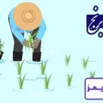 تحقیق در مورد برنج و کاشت آن