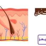 تحقیق در مورد پوست انسان