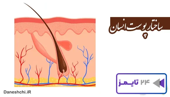 تحقیق در مورد پوست انسان