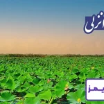 تحقیق در مورد تالاب انزلی