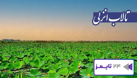 تحقیق در مورد تالاب انزلی و حیات وحش آن