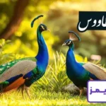 تحقیق در مورد زندگی طاووس تحقیق در مورد زندگی طاووس