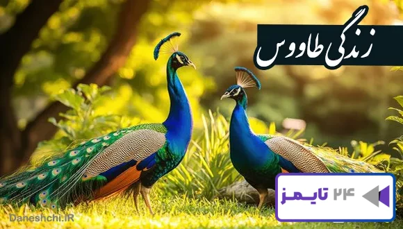 تحقیق در مورد زندگی طاووس