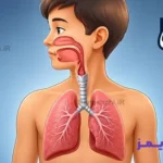 تحقیق در مورد نای تحقیق در مورد نای