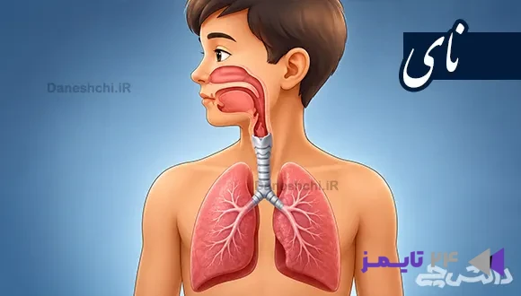 تحقیق در مورد نای