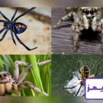 تحقیق در مورد انواع عنکبوت