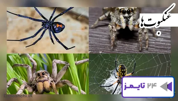 تحقیق در مورد انواع عنکبوت و محل زندگی آن