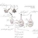 عکس گل چند برچه ای