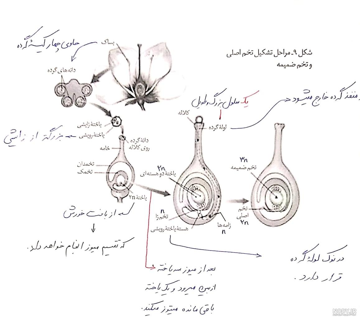 عکس گل چند برچه ای