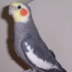 عکس عروس هلندی