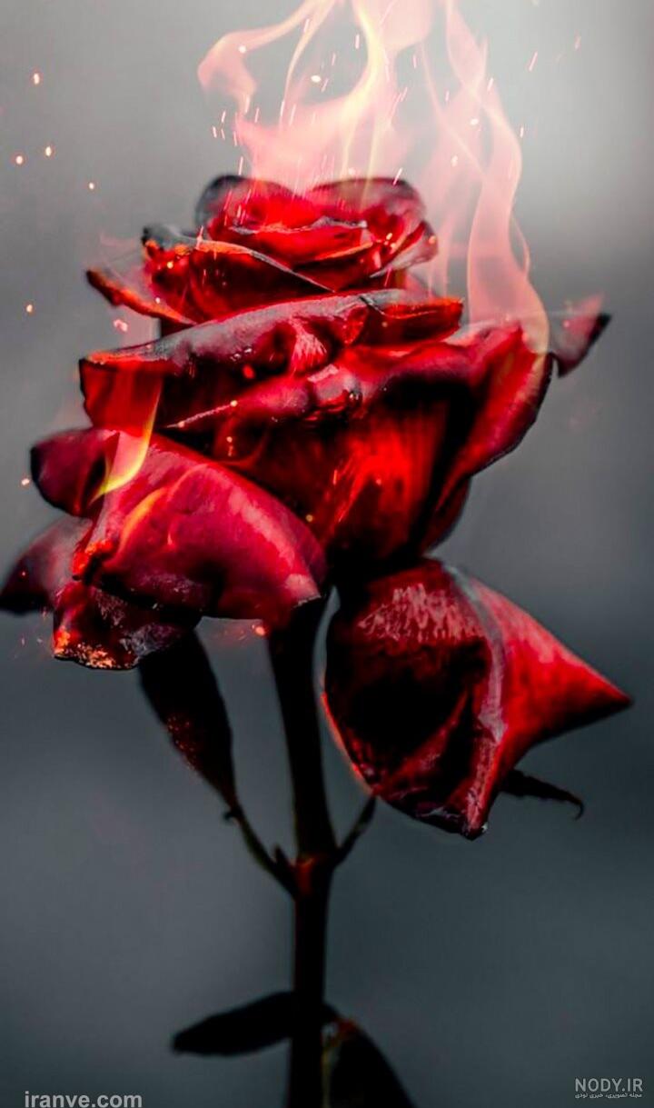 عکس گل خفن
