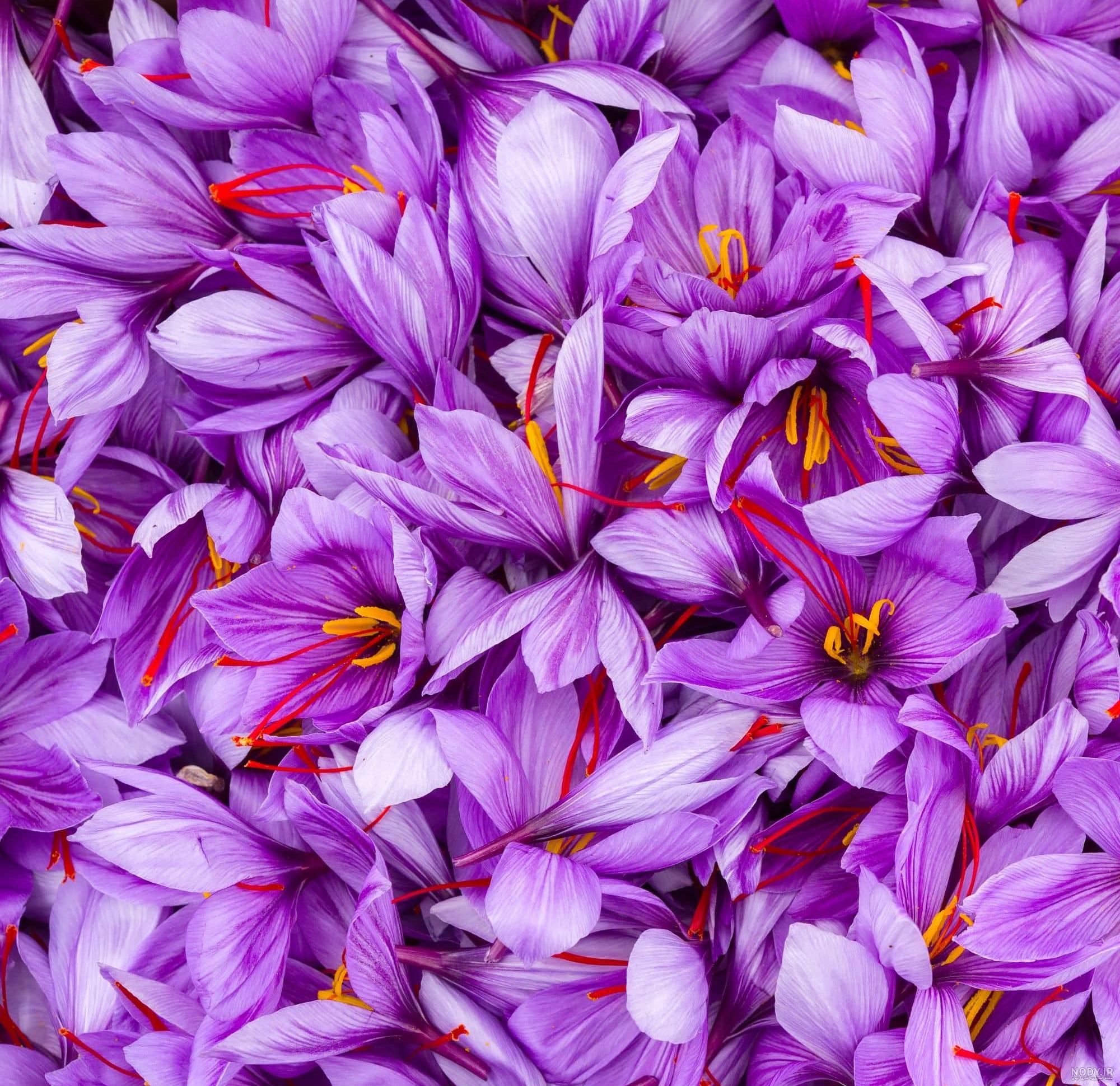 عکس گل زعفران وحشی