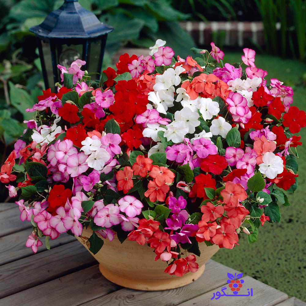 عکس گل حنایی