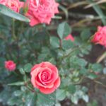 عکس گل حیات