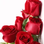 عکس گل رز قرمز