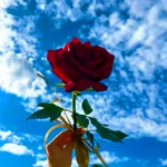 عکس پروفایل گل
