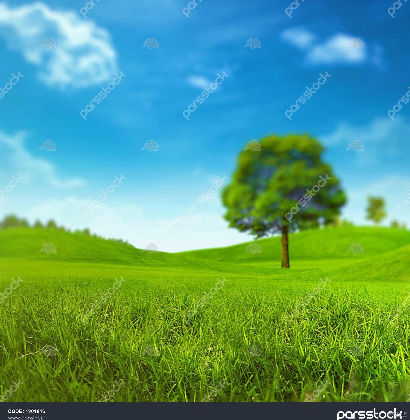ظهر عکس