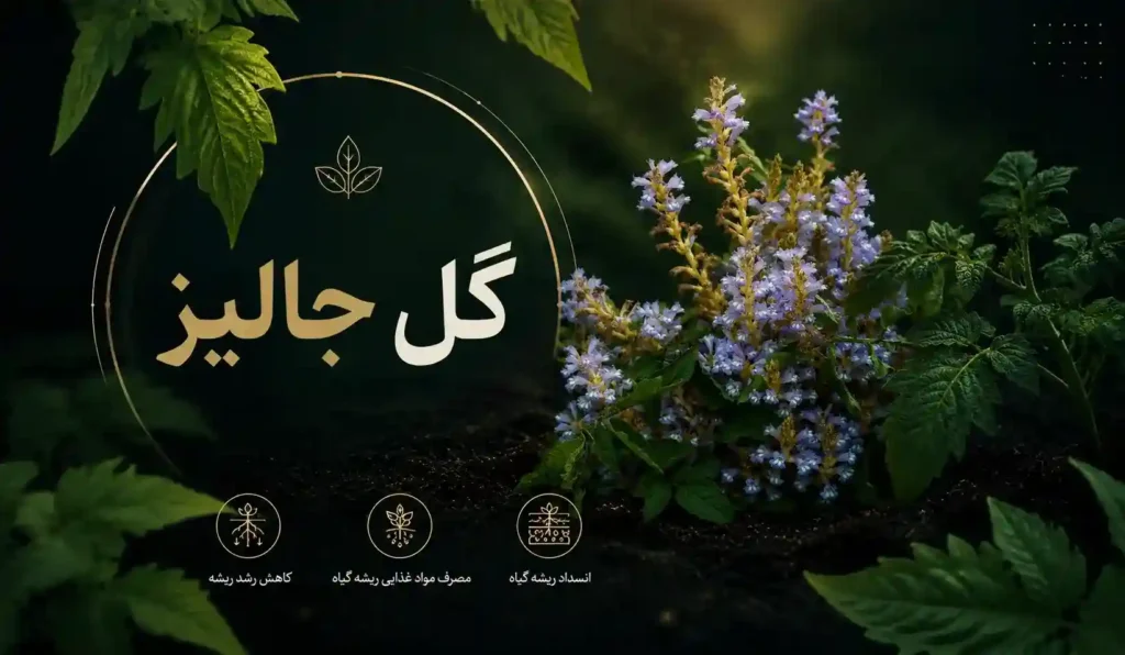عکس گل جالیز