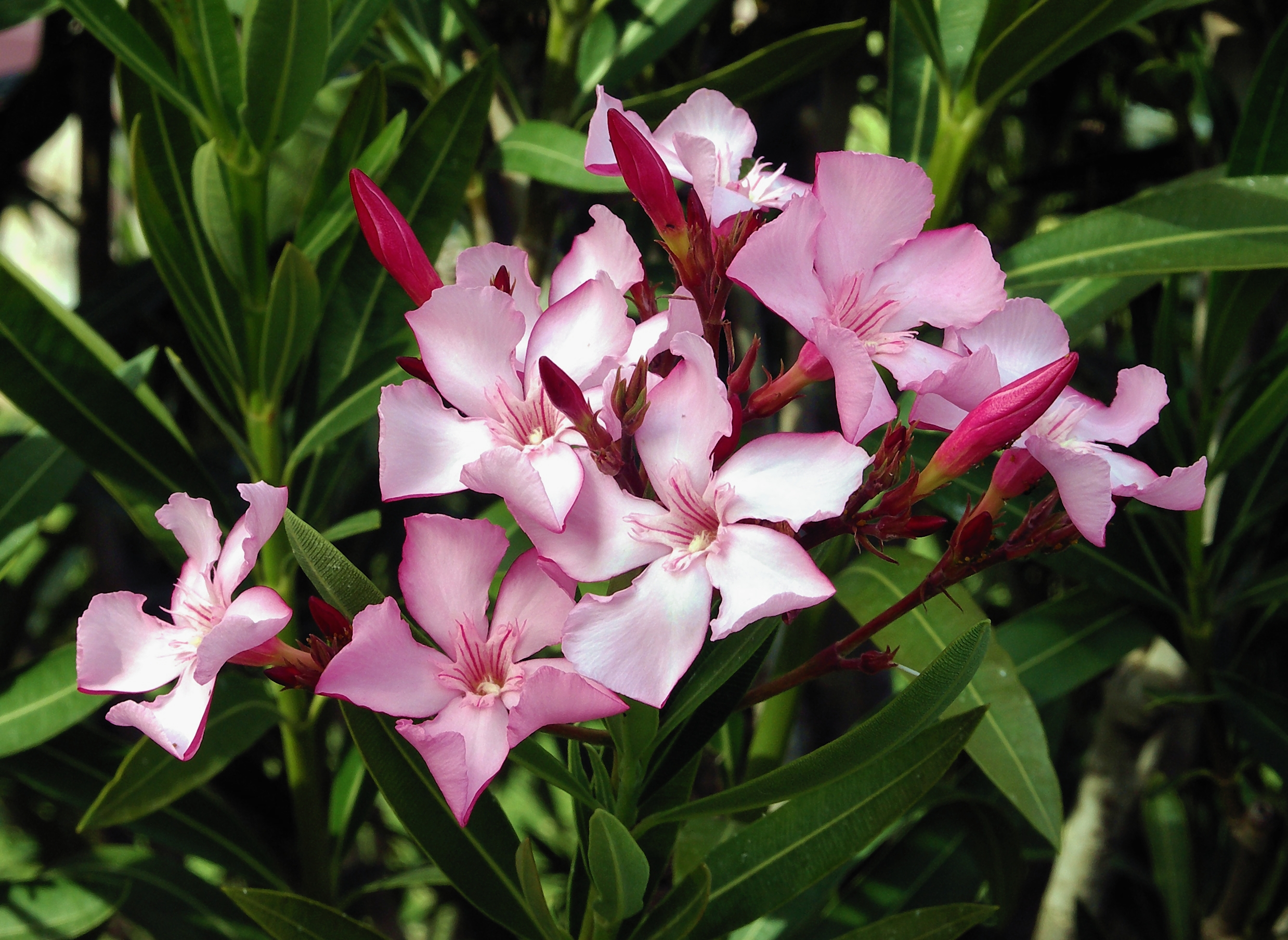 عکس گل خرزهره