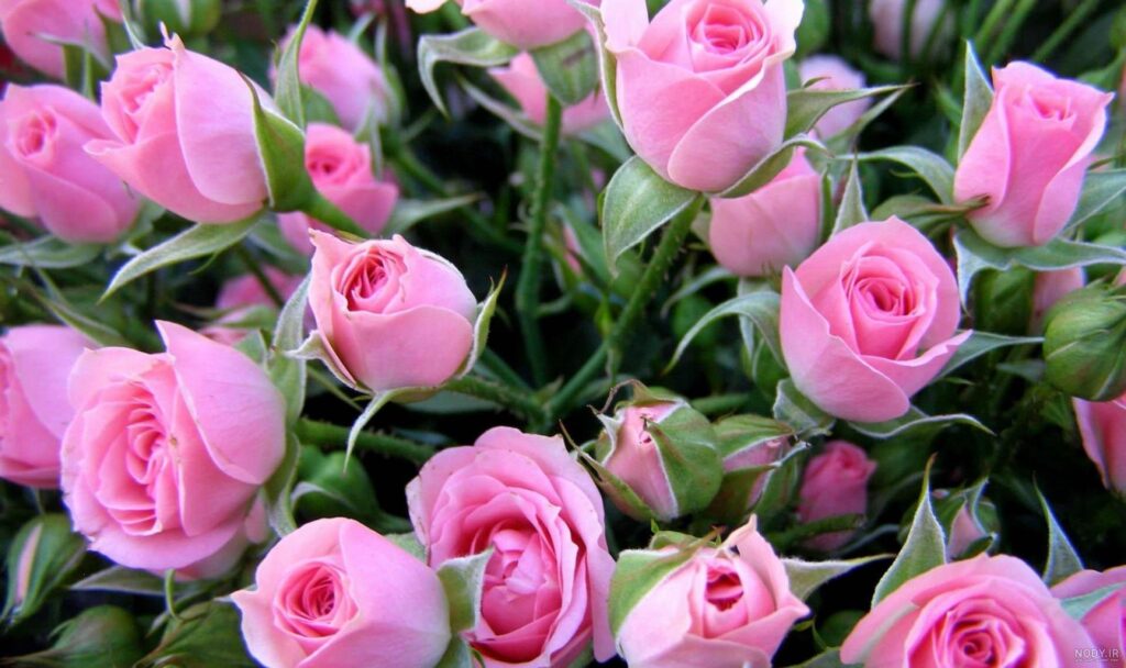 ذخیره عکس گل