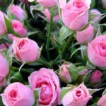 ذخیره عکس گل