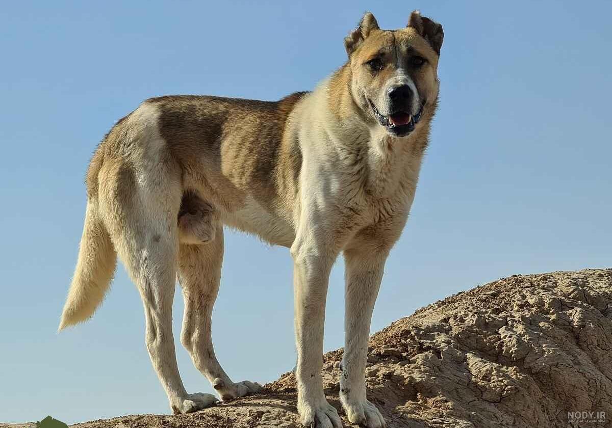 عکس سگ بزرگ